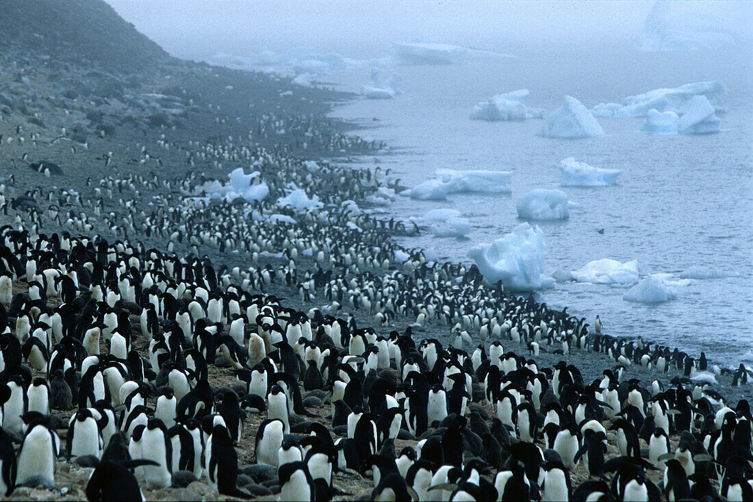 Adelie penguins colony dark spot r, is a hunting sea leopard, , Paulet Island, Antarctic Peninsula Antarctica