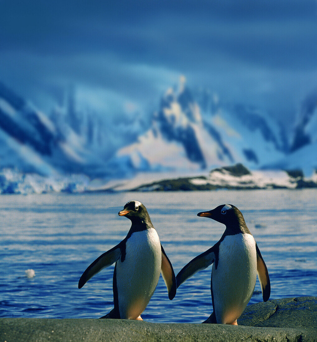 Gentoo penguins , Port Lockroy, Antarctic Peninsula, Antarctica