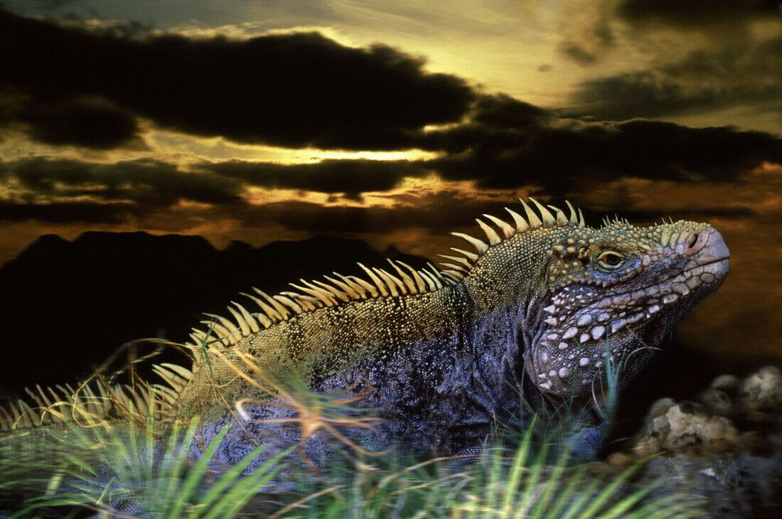 Kubanischer Leguan beim Sonnenuntergang, Cayo Iguana, Cayo Largo, Kuba