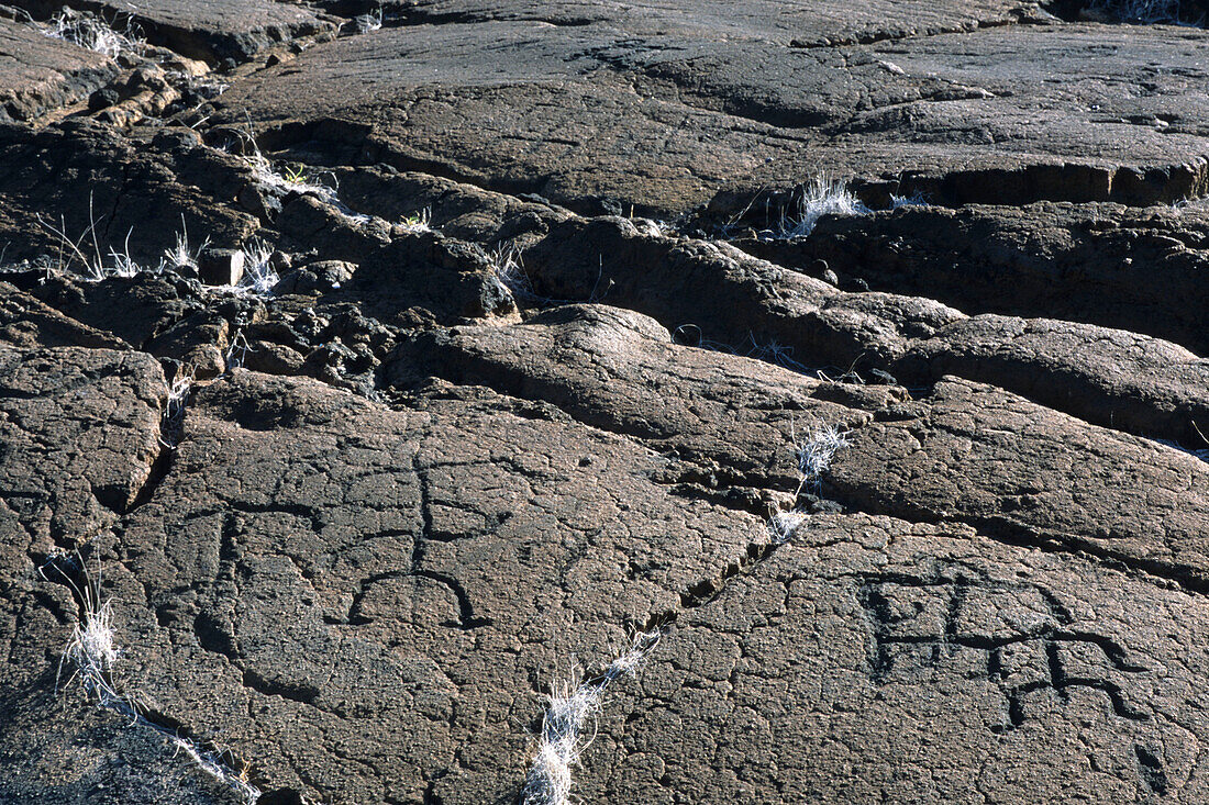 Puako Petroglyph Site, Kohala Coast, Big Island Hawaii, Hawaii, USA