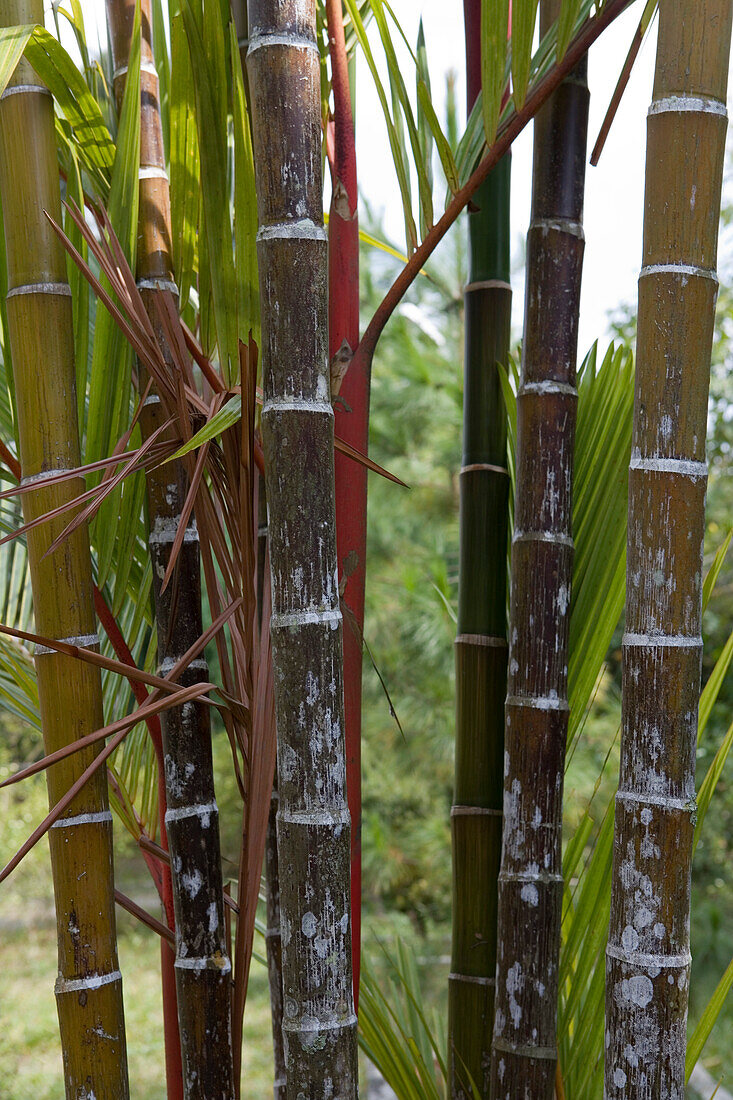 Bamboo on Penang Hill, George Town, Penang, Malaysia, Asia