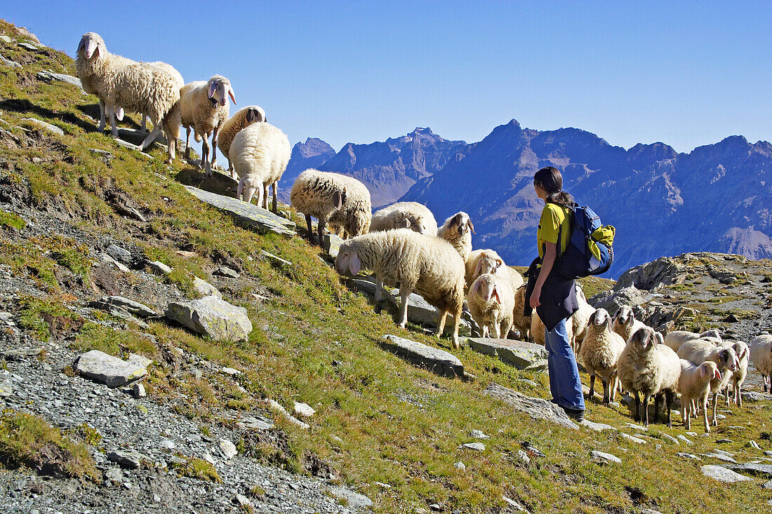 Junge Frau betrachtet Schafe während einer Wanderung in den Bergen, Pass d'Ur, Puschlav, Graubünden, Graubuenden, Schweiz, Alpen