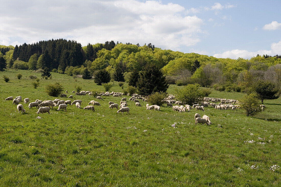 Sheep Herd on Rhoen Meadow, Near Wasserkuppe Mountain, Rhoen, Hesse, Germany