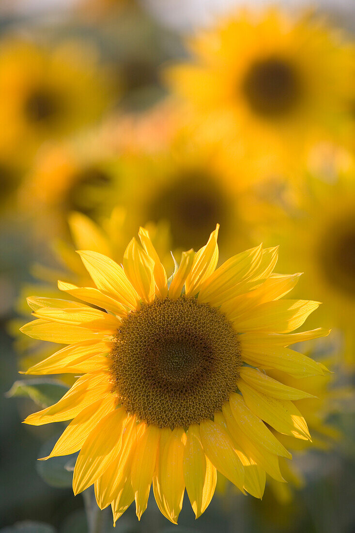 Sonnenblumenfeld, Rhön, Deutschland