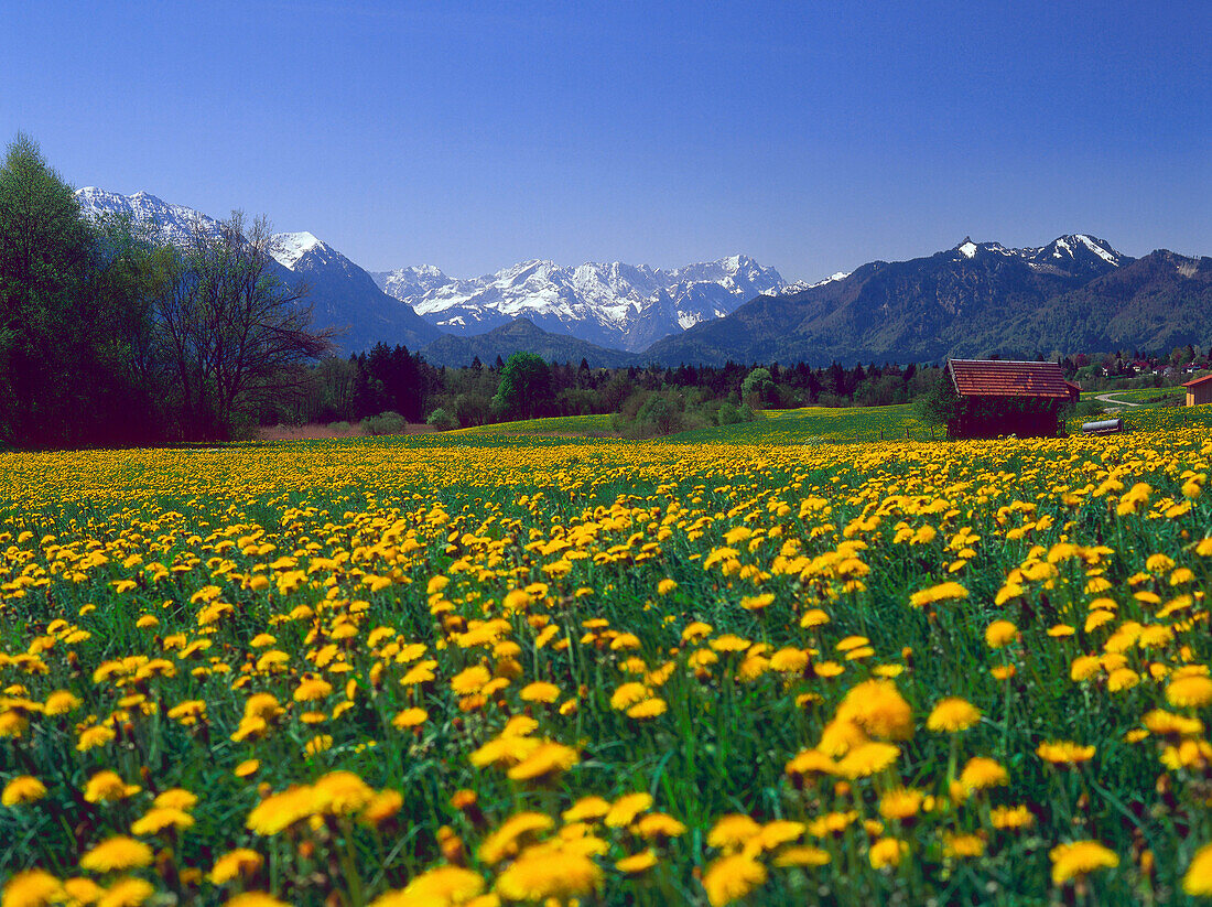 Wetterstein Mountains and field of dandelions, Upper Bavaria, Germany