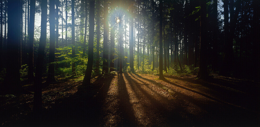Sun shining through forest, Upper Bavaria, Germany
