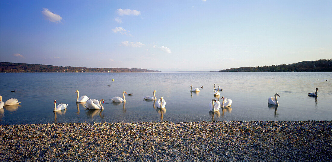 Swans on Lake, waterfront of Starnberger See, Upper Bavaria, Germany