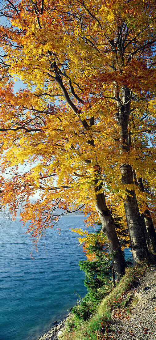 Herbstfärbung am Walchensee, Lkr. Garmisch, Oberbayern, Deutschland