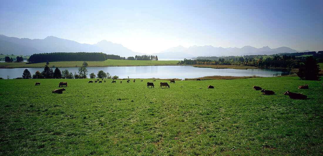 Am Forggensee, Ostallgäu, Oberbayern, Deutschland