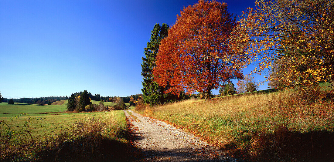 Autumnal landscape near Andechs, Upper Bavaria, Germany