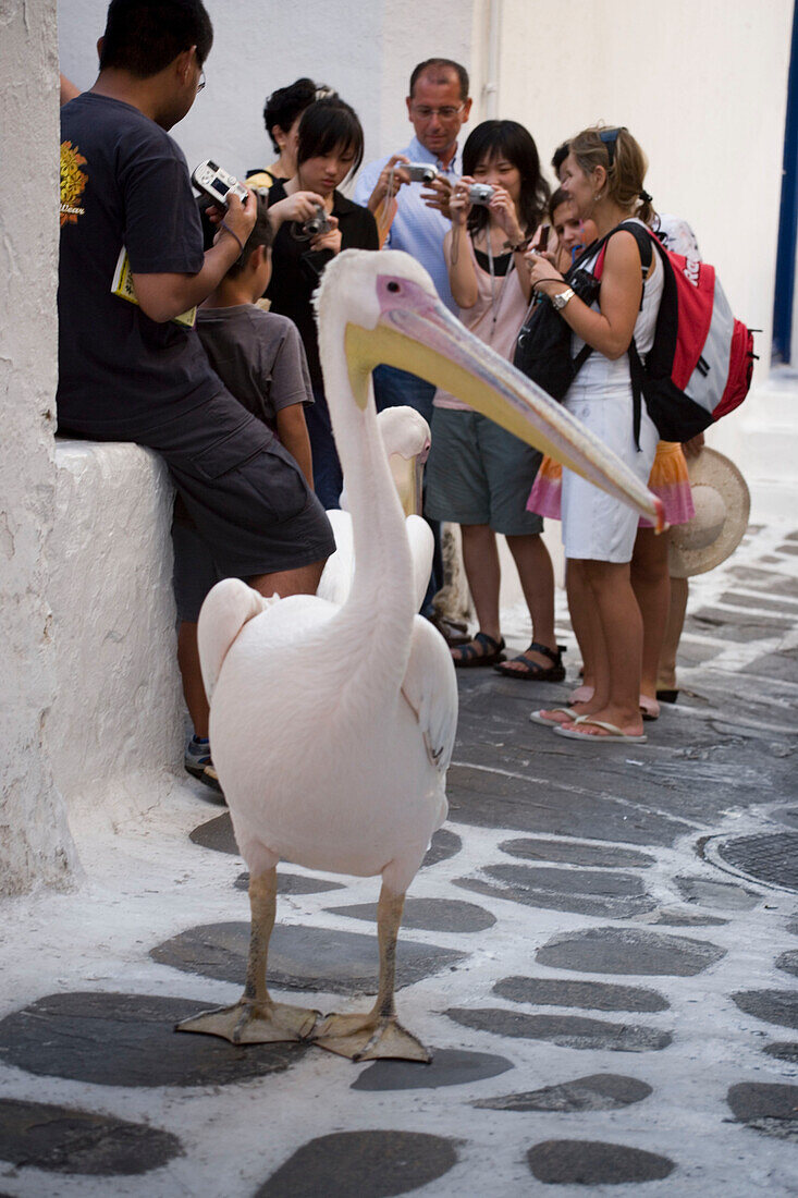 Confiding pelican, the mascot of Mykonos-Town, and a group of tourists in background, Mykonos-Town, Mykonos, Greece