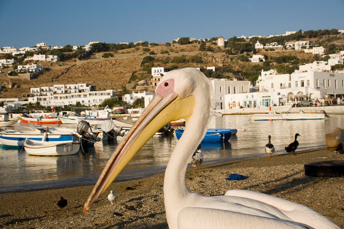 Confiding pelican, the mascot of Mykonos-Town, at beach, Mykonos-Town, Mykonos, Greece