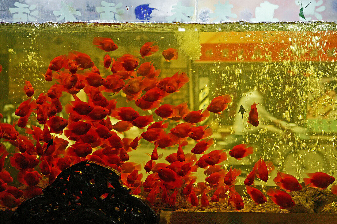 goldfish aquarium, restaurant in Hangkou, Feng shui, China