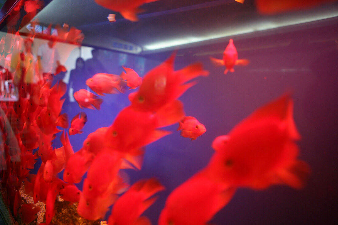 goldfish aquarium,Aquarium für Goldfische, Fussgaengerunterführung, pedestrian tunnel, red fish,  Fengshui, Fungshui