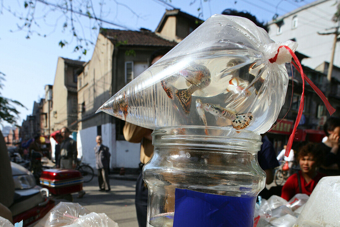 old town, Lao Xi Men,Zierfische, Verkauf, aquarium fish sales, Strasse in Old Town, Altstadt, street life, Strassenszene, plastic bag, Plastiktüte