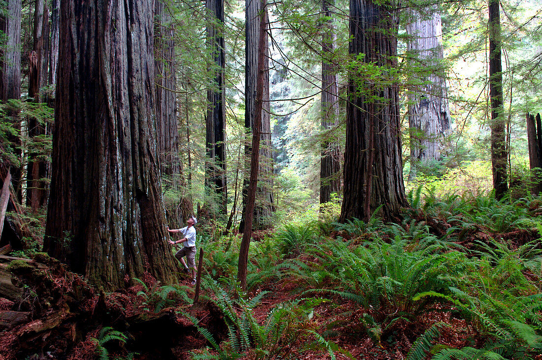 Redwoods in Prairie Creek Redwoods State Park, California, USA
