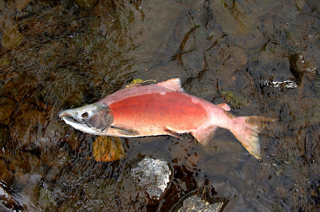 verendeter Lachs nach Laichen im Rainbow River, Kenai Halbinsel, Alaska, USA