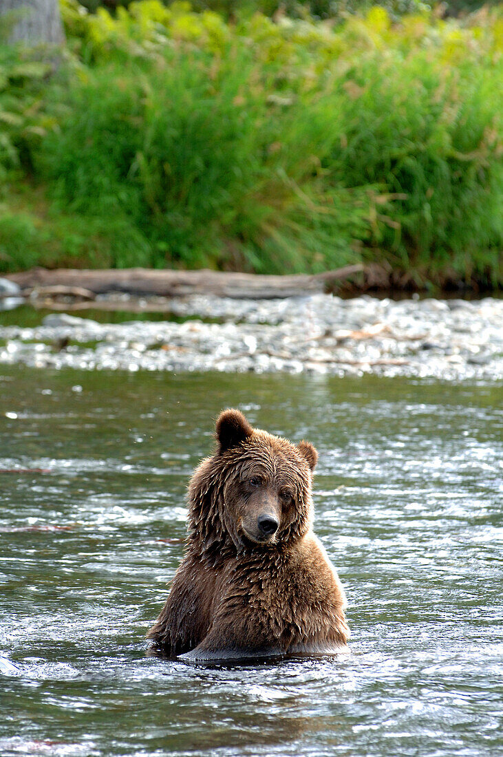 Braunbär, Grizzly im Rainbow River, Kenai Halbinsel, Alaska, USA
