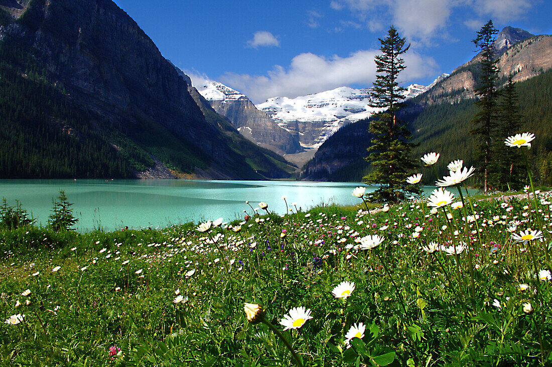 Blumenwiese vor Lake Louise, Banff National Park, British Columbia, Kanada