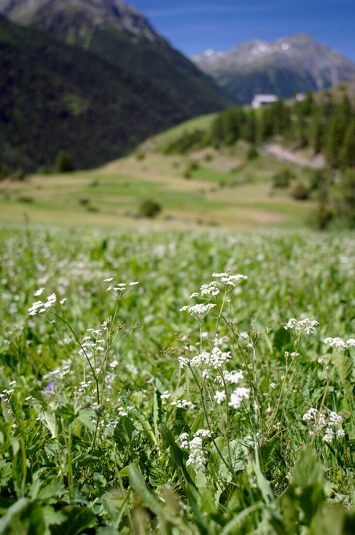 Alpine pasture with flowers, Guarda, Grisons, Switzerland