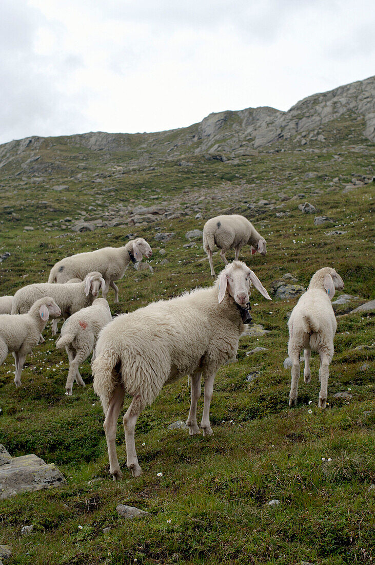 Sheep on meadow at Timmelsjoch, Tyrol, Austria
