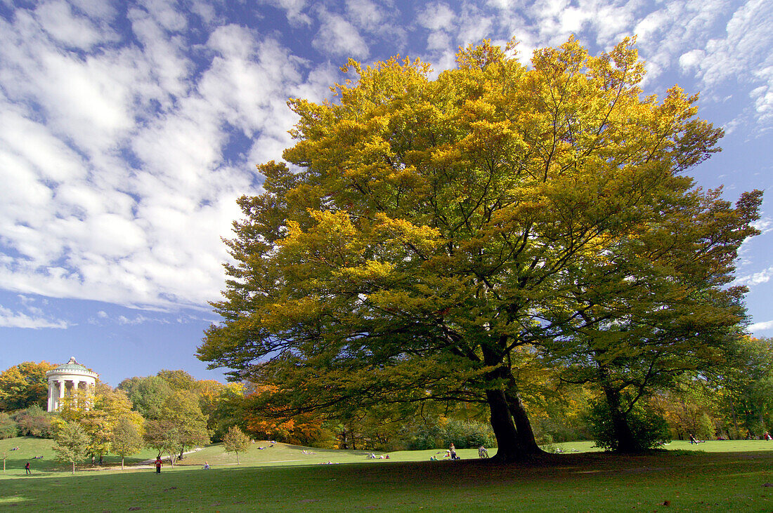 Monopteros Tempel und Baum unter Wolkenhimmel, Englischer Garten, München, Bayern, Deutschland, Europa