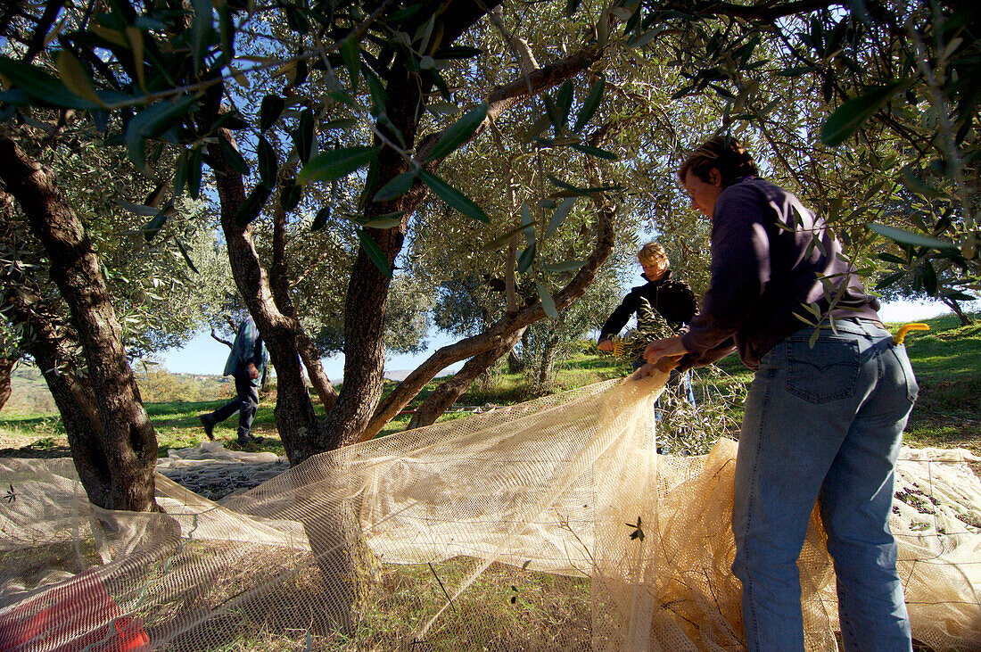 Olive harvest, Umbria, Italy