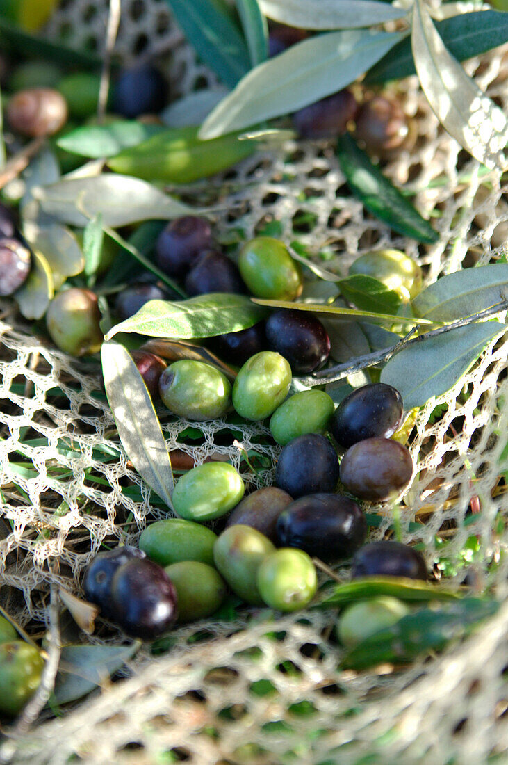 Oliven auf einem Netz, Umbrien, italien