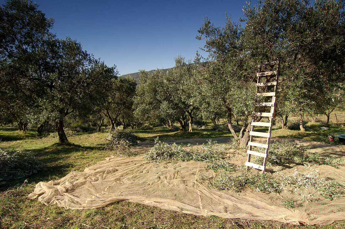 Olive harvest, Umbria, Italy