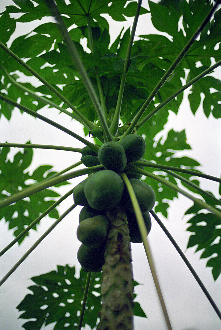 papaya, baum, atlantischer regenwald, sao paulo, brasilien