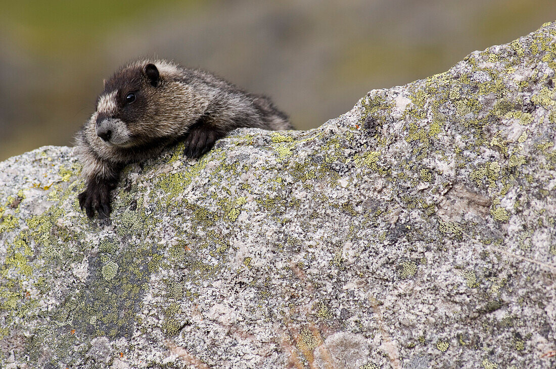 Marmot leaning over rock, Canada