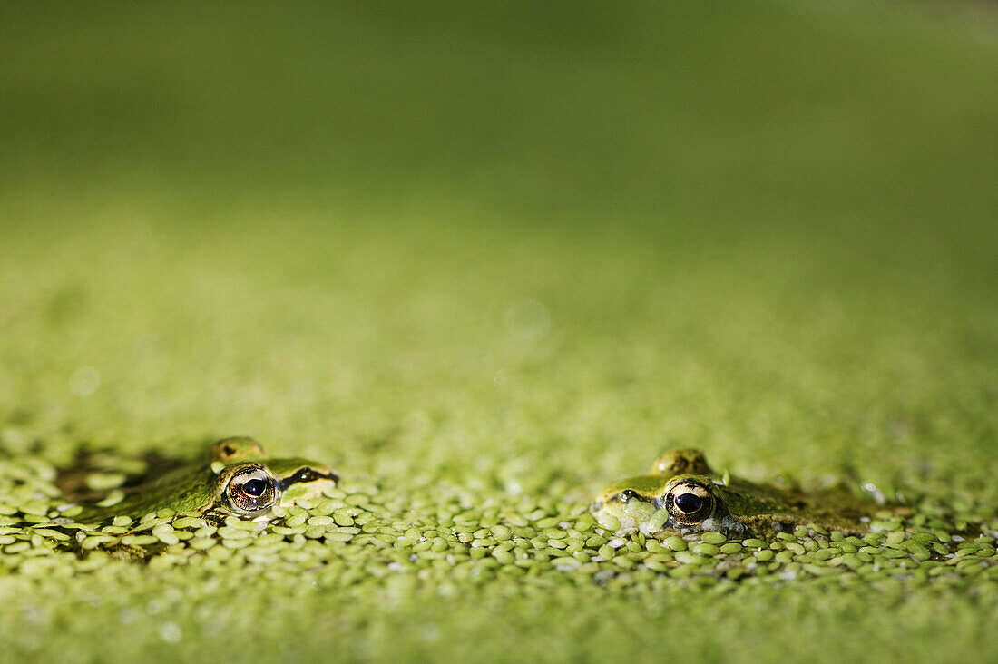 Costa Brava,Frogs in Pond, in National Park, Parc Natural dels Aiguamolls, Costa Brava, Catalonia Spain
