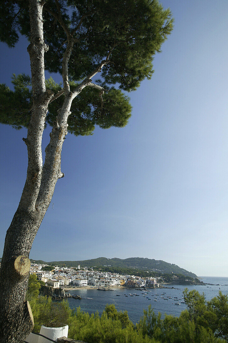 Costa Brava,Stone Pine, Calella, Costa Brava, Catalonia Spain