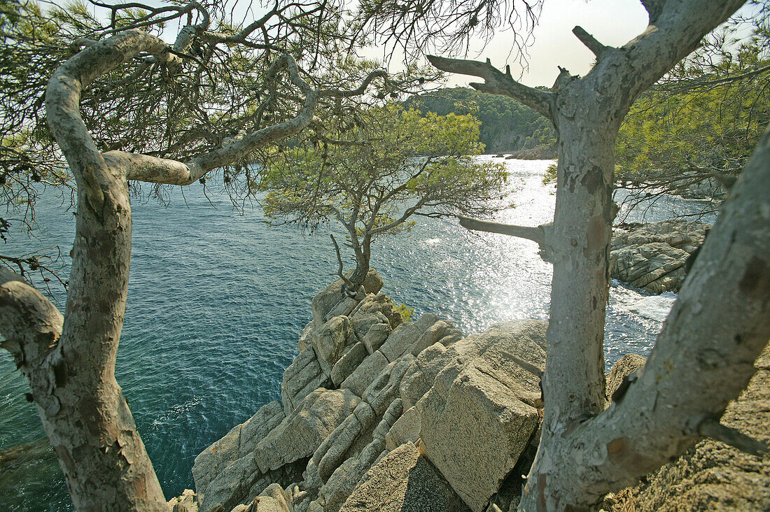 Costa Brava,Coast at Cap Roig near Calella, Costa Brava, Catalonia Spain