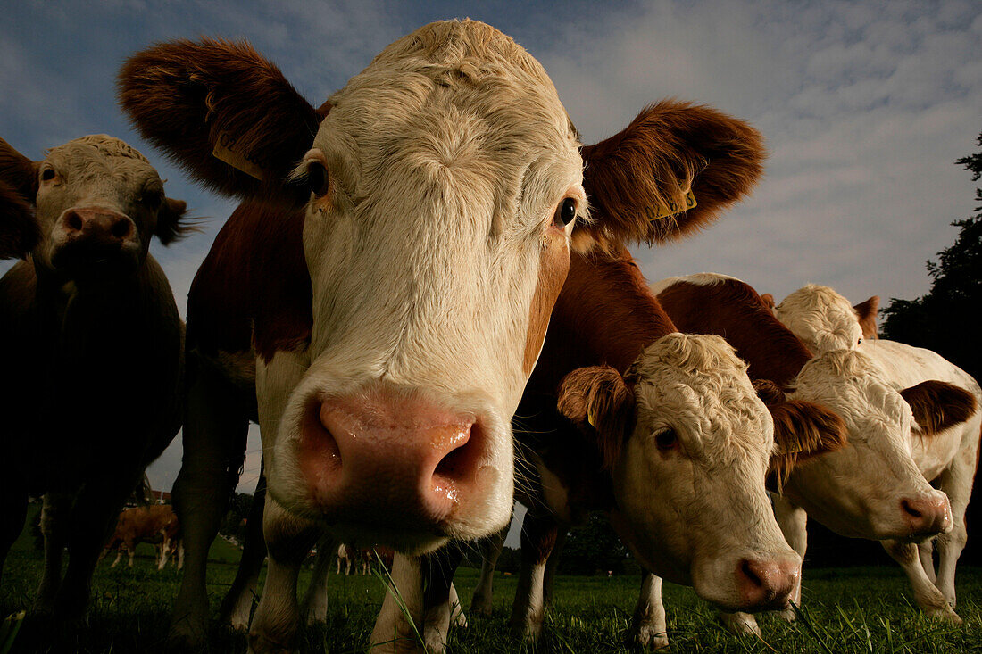 Flock of cows, front view