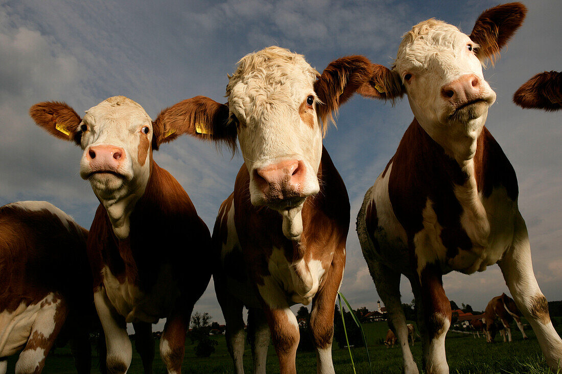 Flock of cows, front view