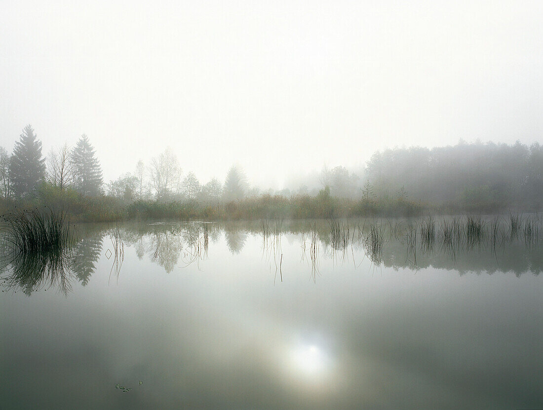 Misty Landscape, Murnauer Moos, Germany, Bavaria