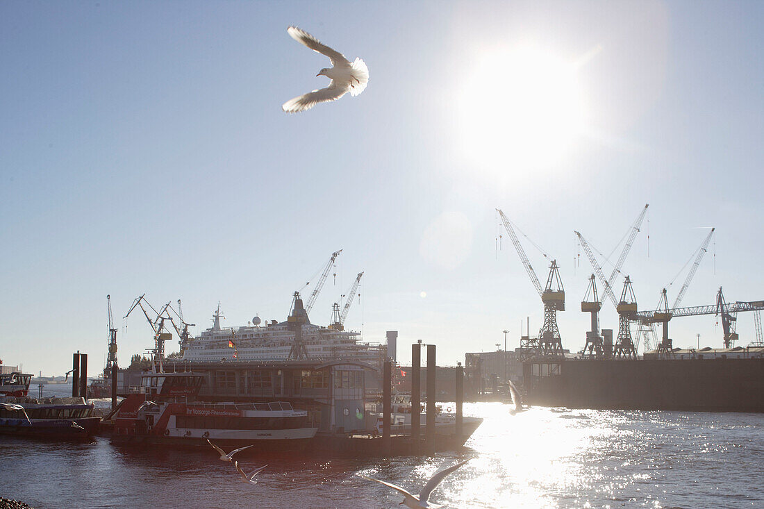 Gull, seagull, river Elbe, St. Pauli, Hamburg
