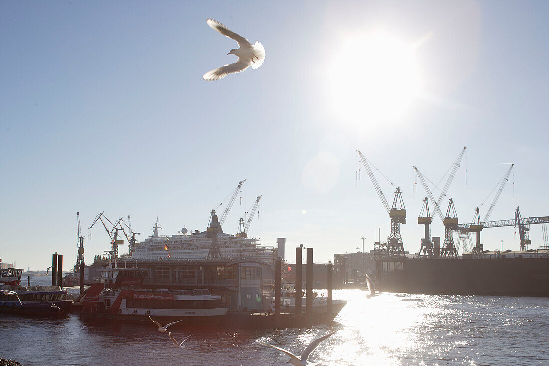 Möwen, Elbe, Hafen, St. Pauli, Hamburg, Reflektion, Kräne, Lastkran