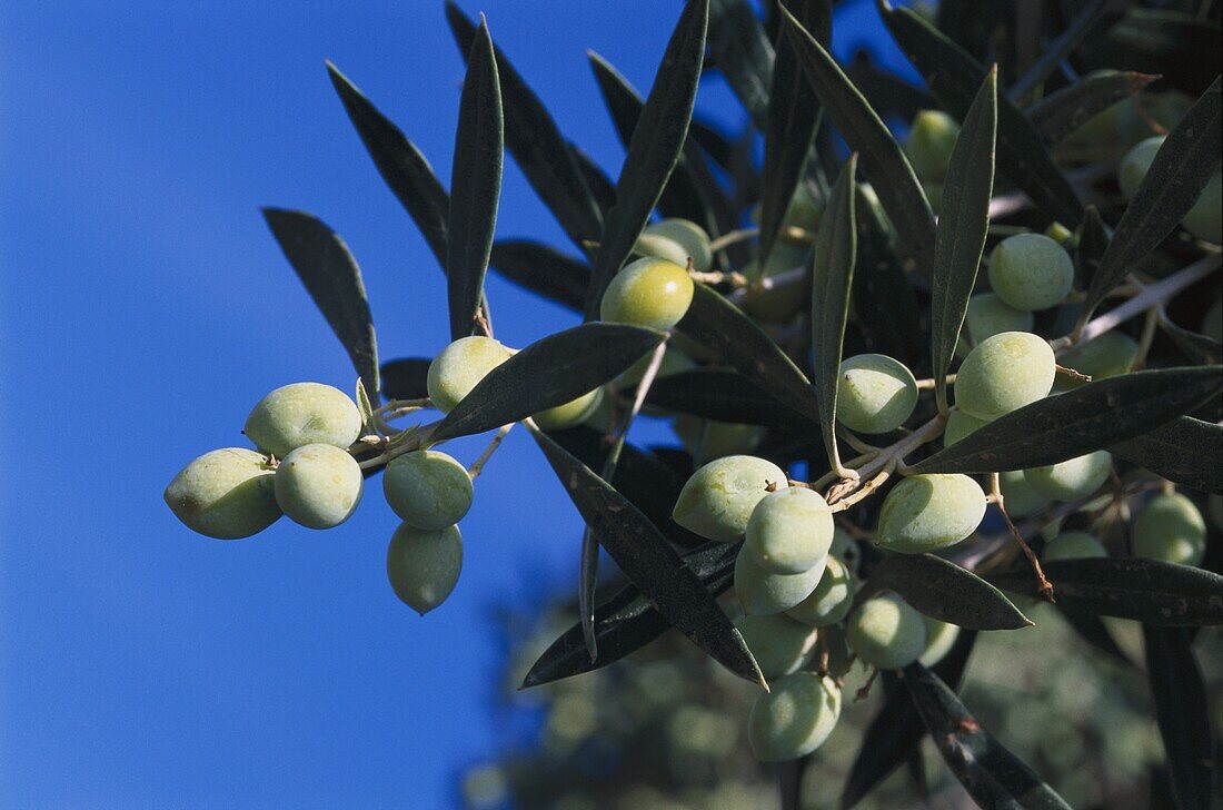 Oliven, Zypern