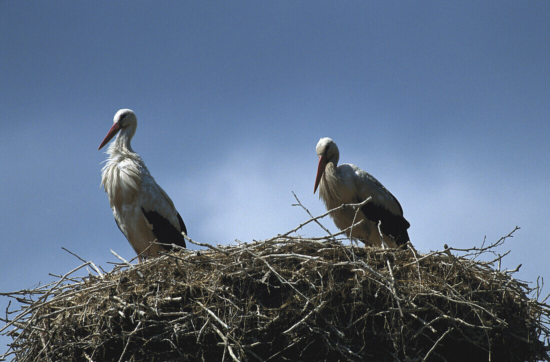 Two storks in nest