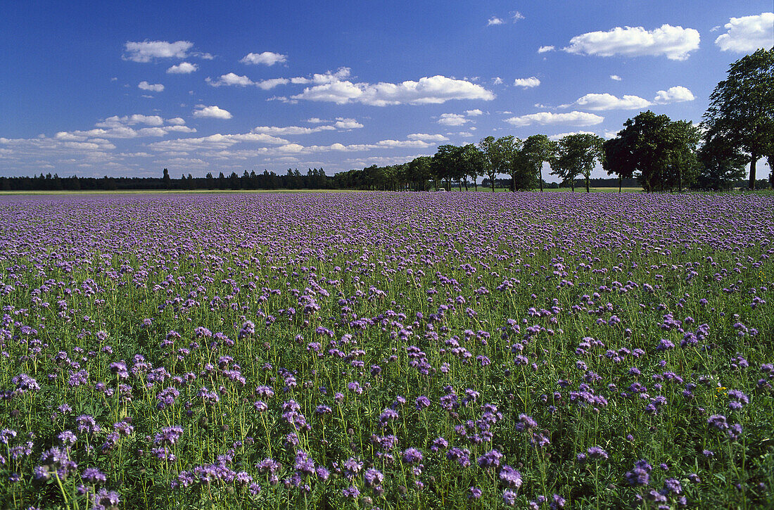 Thistle Field, Beeskow, Brandenburg, Germany