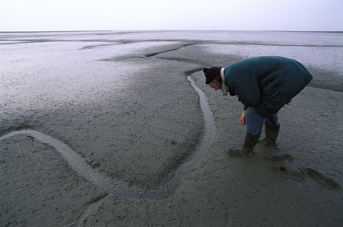 Salzwiesen im Schlickwatt bei Ebbe, Wattenmeer, Deutschland