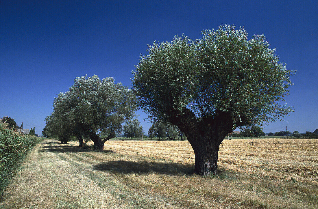 Willow trees at field, Oderbruch near Neuruednitz, Brandenburg, Germany