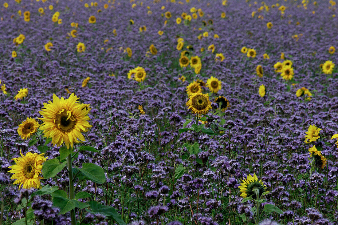 Sonnenblumenfeld mit Lavendel