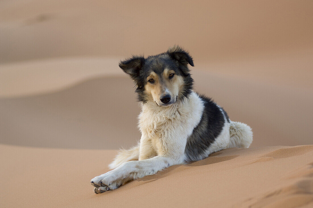 Dog lying on sand dune in the Desert, Erg Chebbi, Morocco
