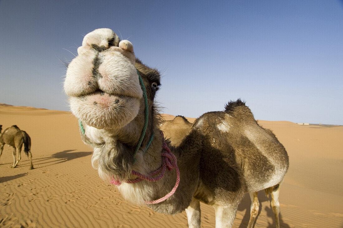 Dromedar, Erg Chebbi, Marokko