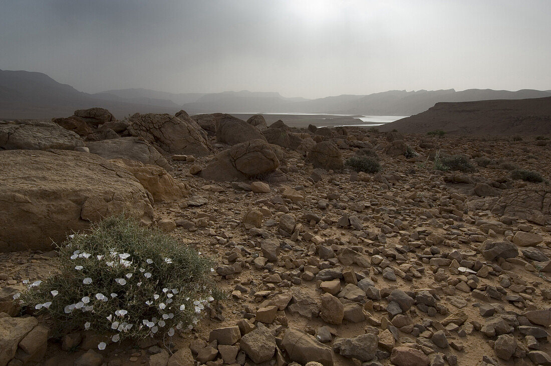 Steinwüste in Gorge du Ziz, Gorge du Ziz, Marokko