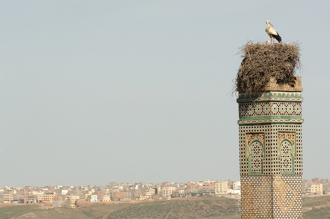 Storch in Nest auf Minarett, Rabat, Sale, Marokko