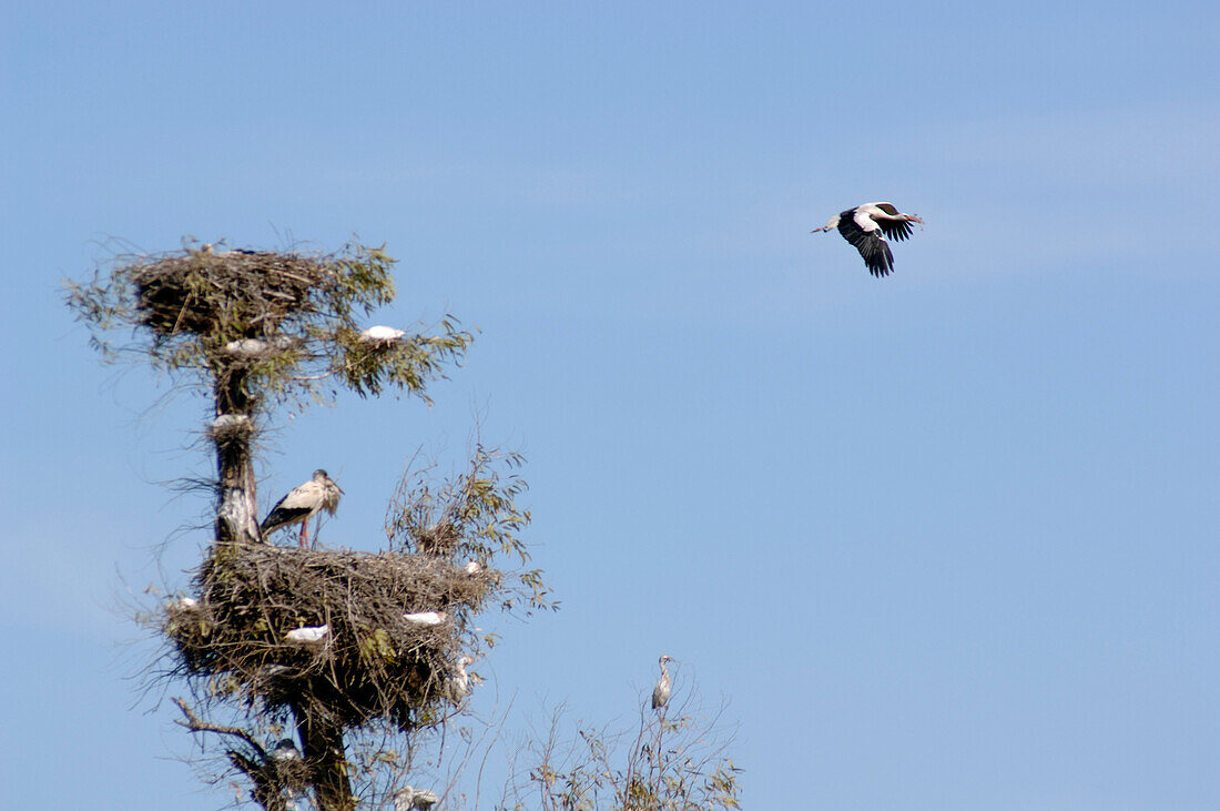 Storks and birds on tree, Rabat, Morocco